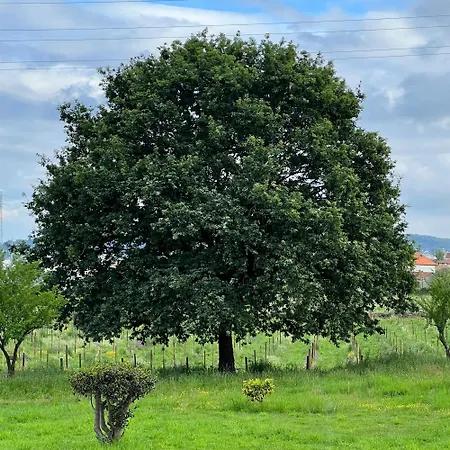 Country Retreat With Vineyard * ברסלוס